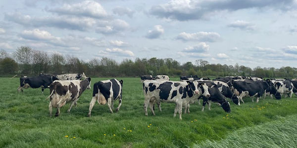 Foto: ‘Het voelt als een messteek’: stikstofakkoord valt slecht bij Puttense boeren